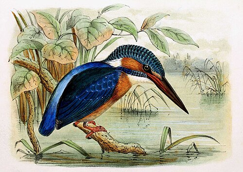 Kingfisher
