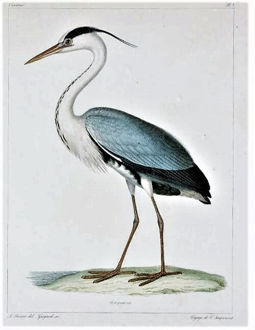 Grey heron