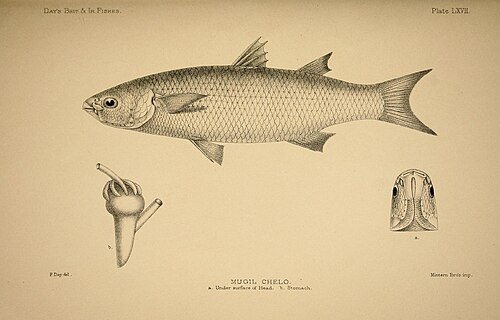 Grey mullet