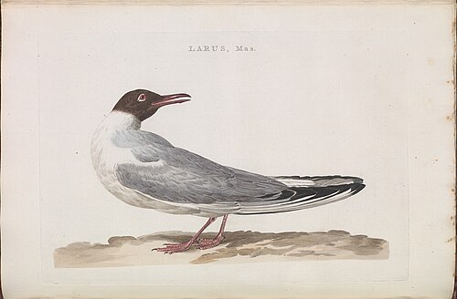 Black-headed gull