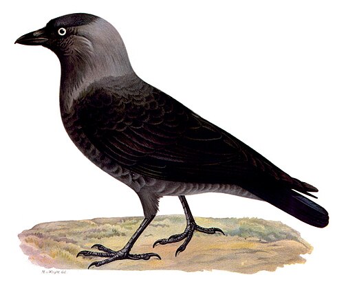 Jackdaw