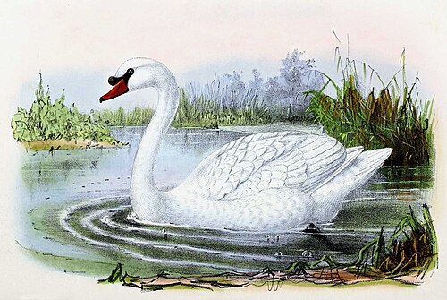 Mute swan
