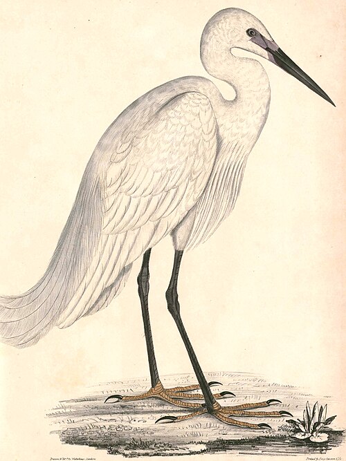 Little egret