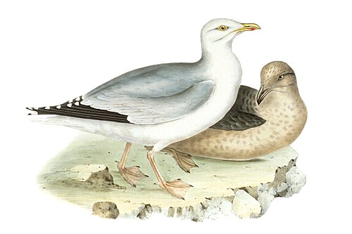 Herring gull