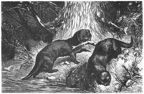 Eurasian otter