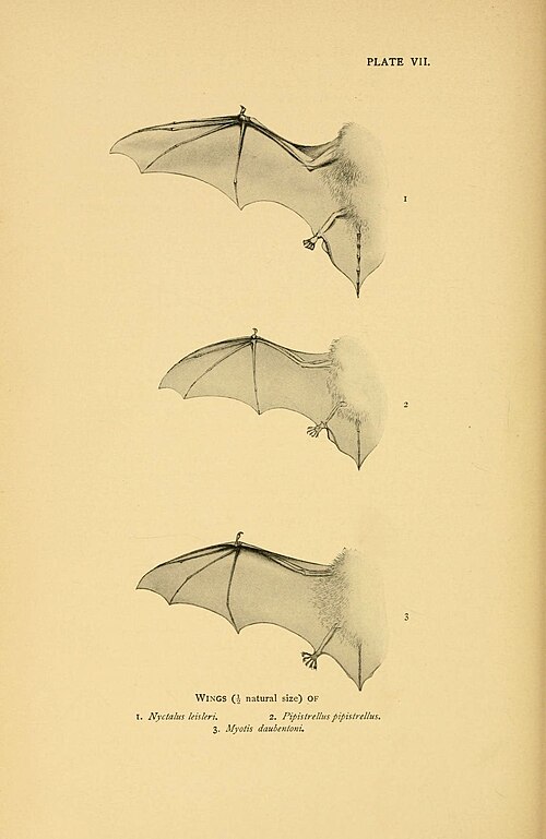 Leisler's bat