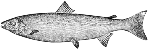 Atlantic salmon