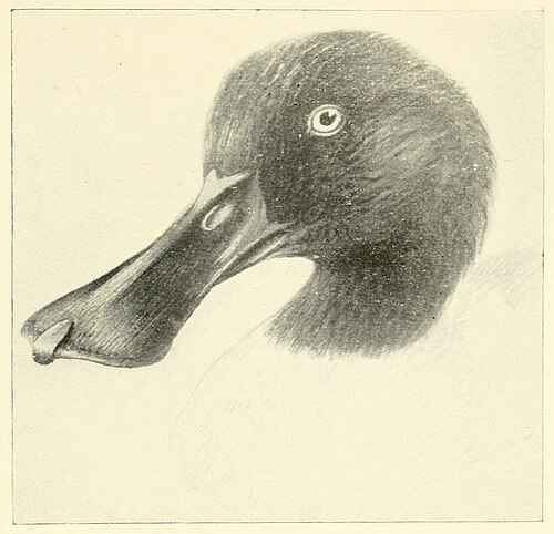 Northern shoveler