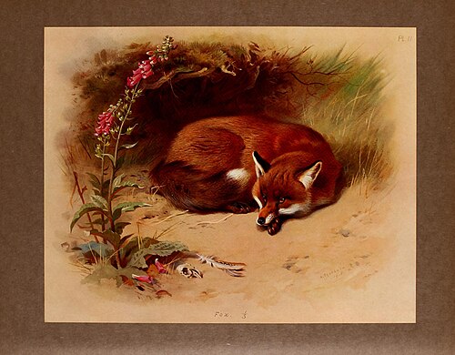 Red fox